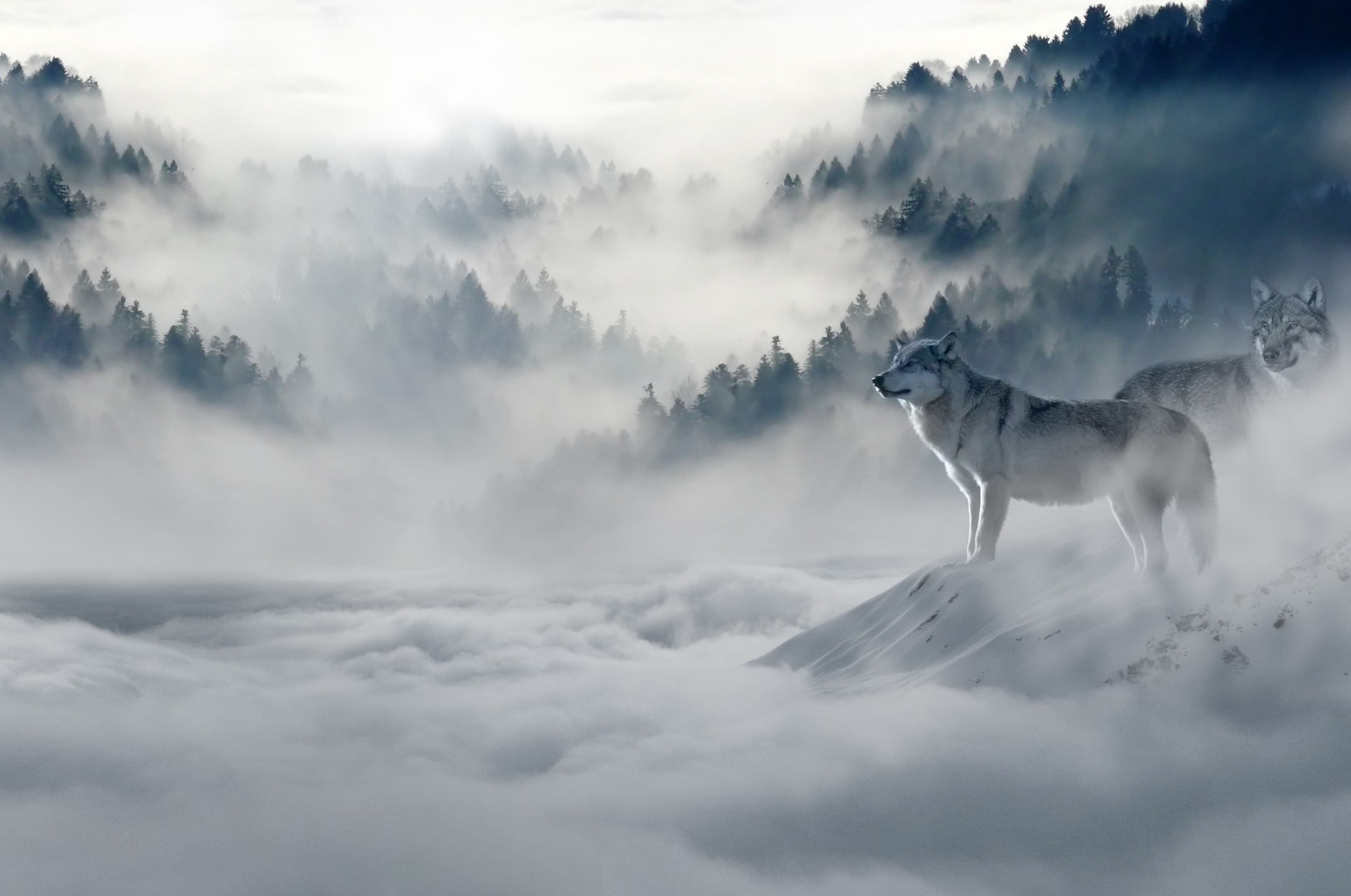 Tenture Murale Loup & Montagne